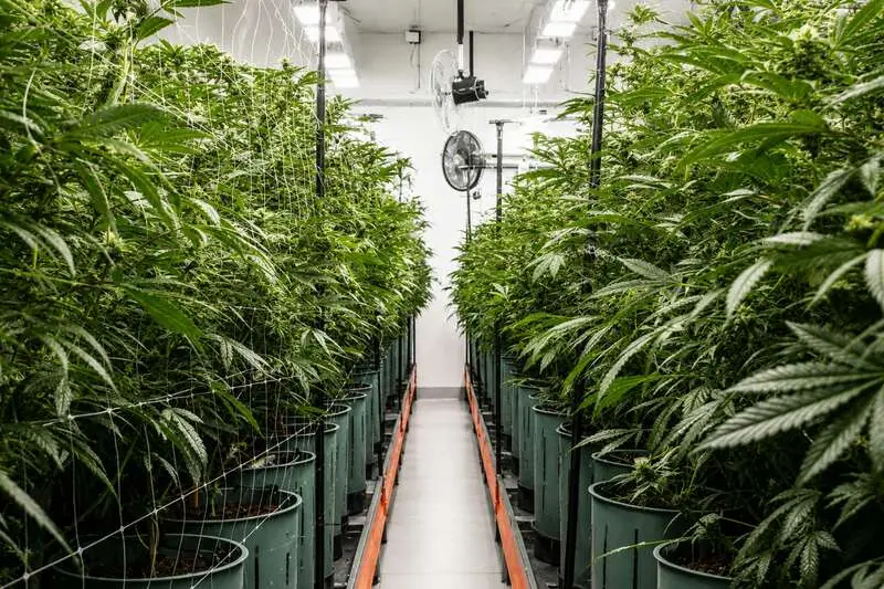 Detalle de planta de cannabis medicinal