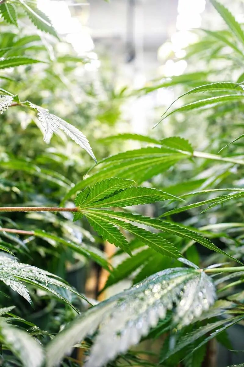 Espacio de cultivo controlado, referencia institucional Lobby Med